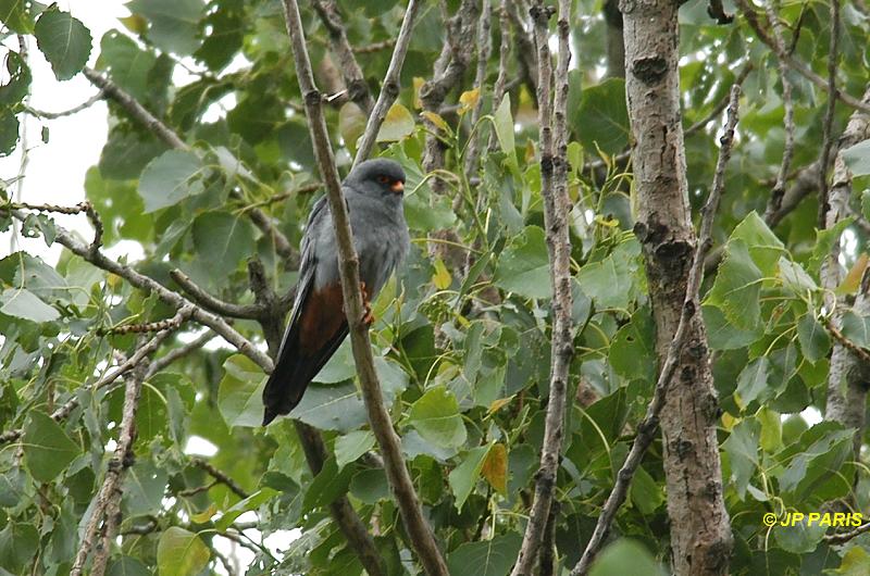 Falco vespertinus